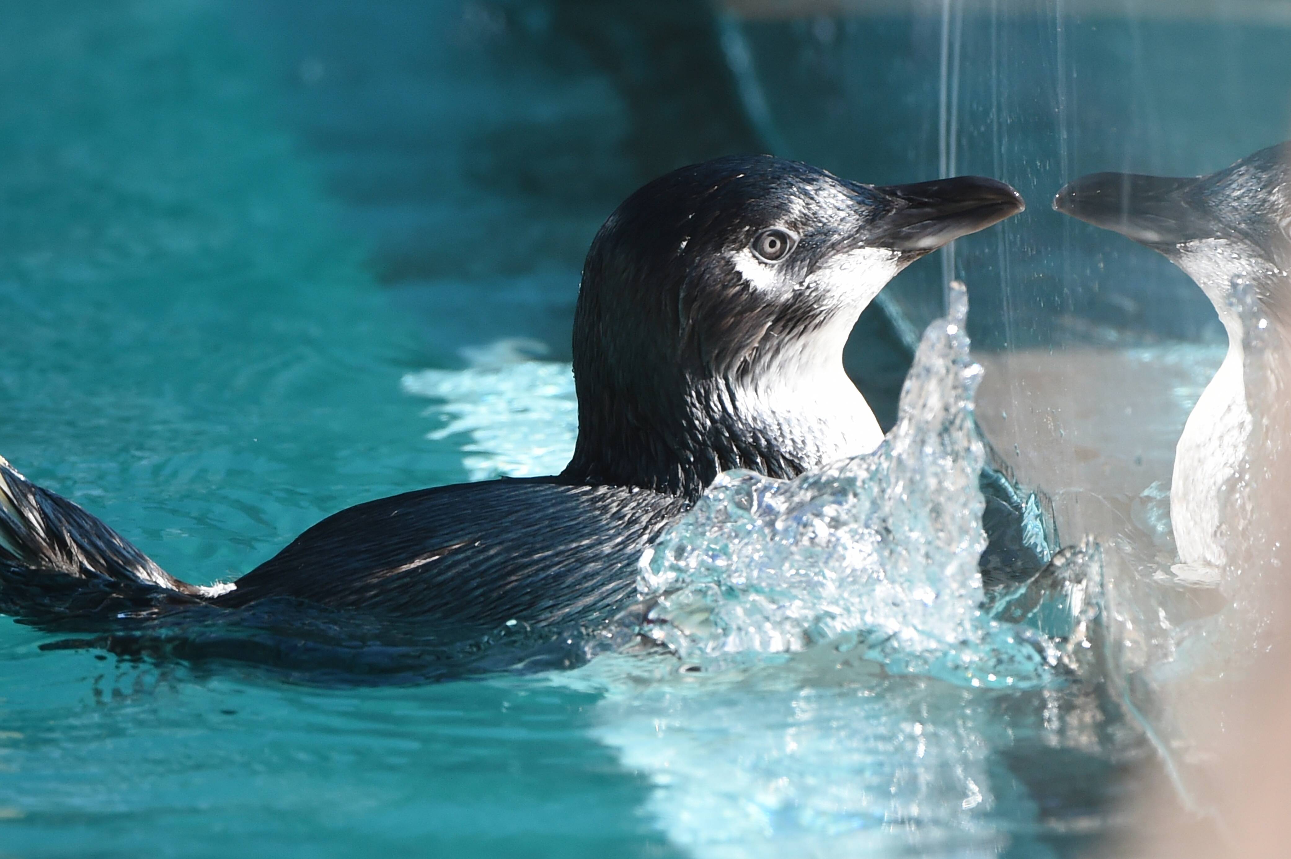 World's Smallest Penguins Make Splash at San Diego Aquarium
