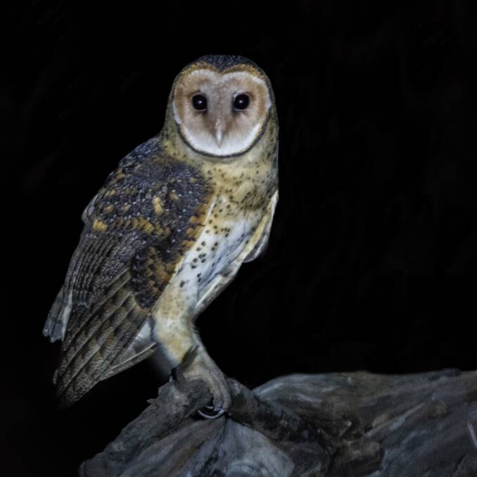 'Night Calling' tells the story of how Margaret River community members developed the Owl Friendly group and the ongoing protection of these rare birds. Picture by Steve Castan. 