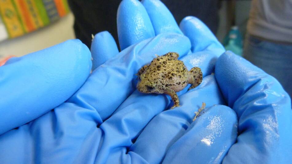 Using grant funds, South West NRM's White Bellied Frog program will create suitable habitats for breeding of the frogs which grow no bigger than an adult thumbnail. Picture: SWNRM